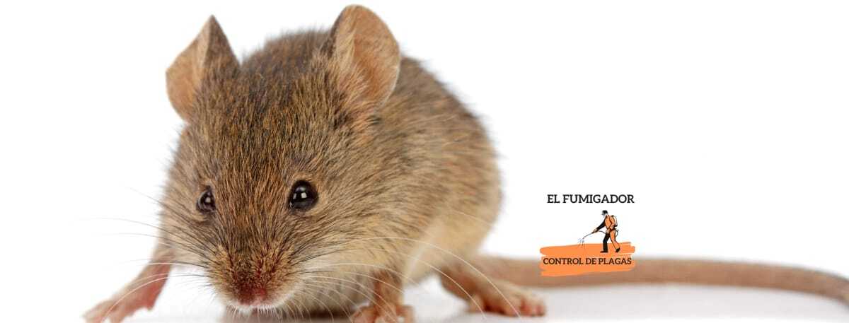 Control de roedores Eliminar Ratones
