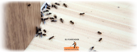 Hormigas aladas